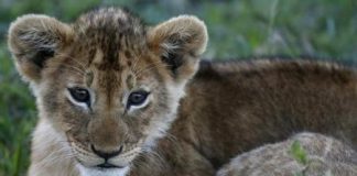 رصد أسد في الغابون لأول مرة منذ 20 عاما