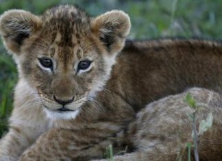 رصد أسد في الغابون لأول مرة منذ 20 عاما