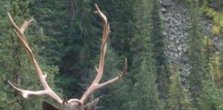 الولايات المتحدة تبحث عن مخرج لحماية أيائل الكاريبو من خطر الانقراض