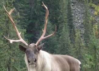 الولايات المتحدة تبحث عن مخرج لحماية أيائل الكاريبو من خطر الانقراض