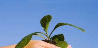 أمانة المدينة المنورة تنظم مسابقة التميز البيئي