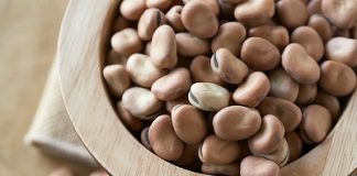 استنباط 30 نوعاً جديداً من الفول “لحم الفقراء”