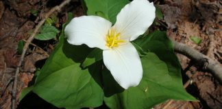 العدد الثالث من نشرة “النافذة الخضراء”