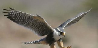 منع “صقور الخليج” من دخول الأردن