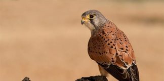 حماية البيئة الكويتية تطلق 50 طائراً بحملة ‘تحجيل وإطلاق الطيور’