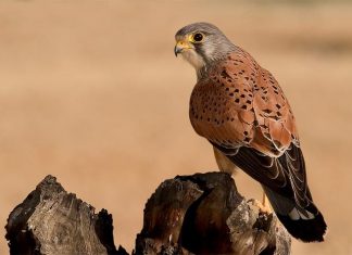 حماية البيئة الكويتية تطلق 50 طائراً بحملة ‘تحجيل وإطلاق الطيور’