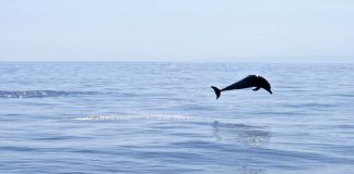 المحيطات تسجل حرارة قياسية جديدة على السطح