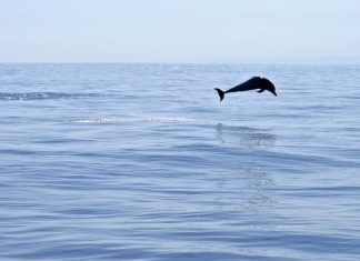 معرض ومسابقة بيئية في يوم البيئة الإقليمي