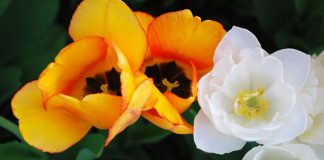 العدد الرابع من نشرة “النافذة الخضراء”