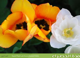 العدد الرابع من نشرة “النافذة الخضراء”