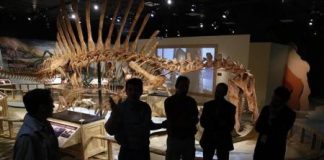 حموضة المحيطات مسؤولة عن انقراض الديناصورات