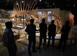 حموضة المحيطات مسؤولة عن انقراض الديناصورات