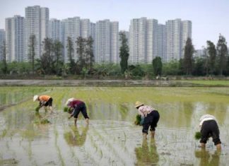 تردي مستويات التلوث بزراعات الصين