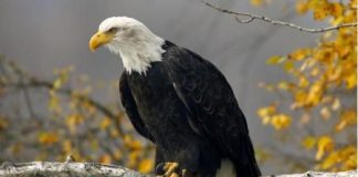 ظهور زوجين من النسر الأصلع للمرة الأولى منذ 200 عام