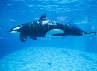 أنصار البيئة يشجبون تعرض الحيتان للخطر في امريكا