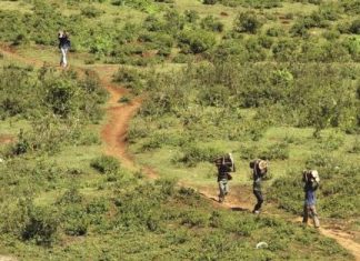 مقايضة زراعة الأشجار في كينيا مقابل الدجاج والماعز