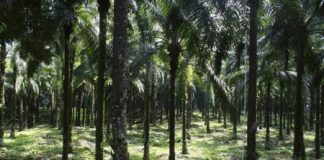 اندونيسيا ستمدد حظرا على إزالة الغابات