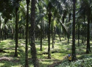 بولندا تدعو لزراعة غابات في أنحاء العالم لتحسين امتصاص انبعاثات الكربون