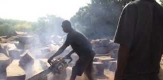 غينيا بيساو تفرض حظرا على قطع الغابات بصورة غير مشروعة