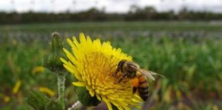 أمريكا تمنع التوسع في استخدام مبيدات حشرية بعد تدهور اعداد النحل