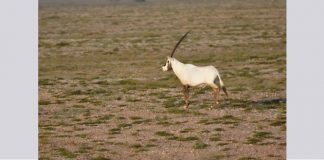 الإمارات تستضيف الاجتماع الخامس للجنة التنسيقية لصون المها العربي