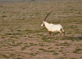 الإمارات تستضيف الاجتماع الخامس للجنة التنسيقية لصون المها العربي