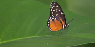 العدد الخامس من نشرة “النافذة الخضراء”