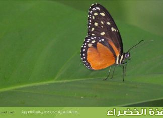 العدد الخامس من نشرة “النافذة الخضراء”