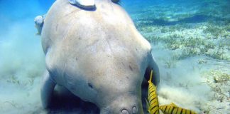 الإمارات تحدد 5 مناطق بحرية ذات أهمية بيولوجية و إيكولوجية عالمياً