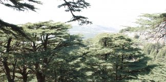وزير البيئة اللبناني: المحميات الطبيعية أهم الوسائل الوقائية من التدهور البيئي