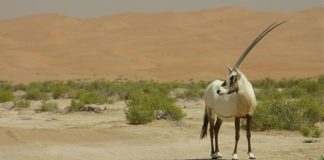 البيئة والمياه تناقش طرق مكافحة التجارة الغير المشروعة لأنواع الحيوانات والنباتات المهددة بالانقراض