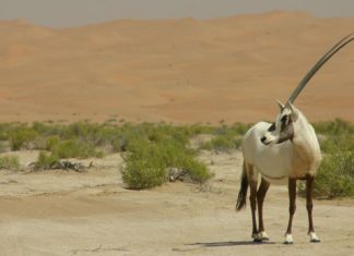 بيئة الامارات تنظم ورشة تدريبية حول مكافحة الاتجار غير المشروع بالحياة البرية