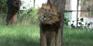 الأسود الآسيوية في الهند ترتفع بنسبة 27 في المئة