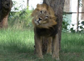 الأسود الآسيوية في الهند ترتفع بنسبة 27 في المئة