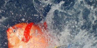 أول سمكة تنضم إلى نادي ذوات الدم الحار