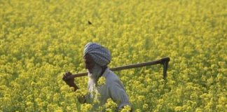 تجارب هندية لتعديل محصول الخردل وراثيا