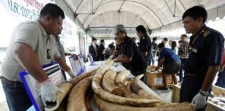 الصيد الجائر يقضي على نصف أفيال موزامبيق