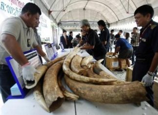 الصيد الجائر يقضي على نصف أفيال موزامبيق