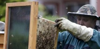 اقتراح بتخصيص مناطق خالية من المبيدات لحماية نحل العسل
