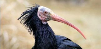 تنظيم الدولة يهدد طائر أبو منجل الشمالي بالانقراض