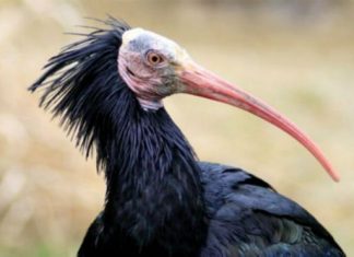 تنظيم الدولة يهدد طائر أبو منجل الشمالي بالانقراض