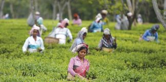 تغيـّر المناخ يهدّد زراعة الشاي في الهند