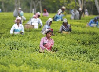 تغيـّر المناخ يهدّد زراعة الشاي في الهند