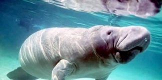 اتفاقية تعاون لحماية أبقار البحر