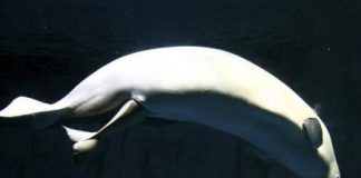 نفوق أحد صغار الحوت الأبيض النادر في حديقة أسماك جورجيا