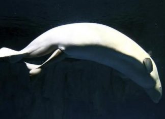 نفوق أحد صغار الحوت الأبيض النادر في حديقة أسماك جورجيا