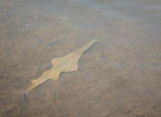 توالد بلا جنس لنوع نادر من سمك المنشار