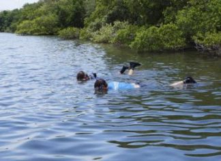 احياء خليج تامبا الأمريكي بأعشاب البحر