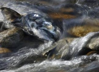 نفوق أسماك سالمون مهددة بالانقراض