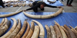 أمريكا والصين تتعاونان لوقف “مذبحة” الحياة البرية